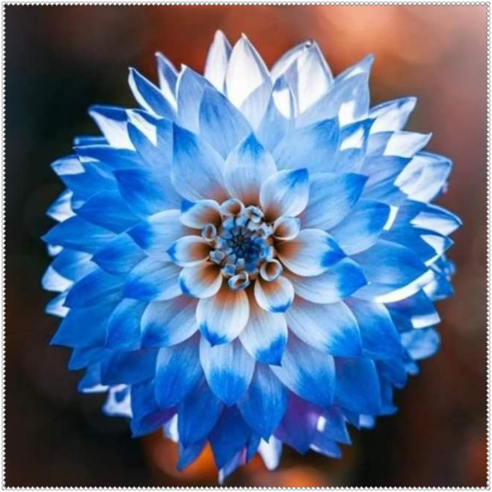Premium UK Hardy Dahlia – Dahlia Bulbs Plants, Perennial, Ideal for Containers & Your Beautiful Garden, Excellent Display-6 Bulbs-E