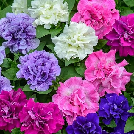 300+ Double Dwarf Petunia Seeds - Mixed Colors, Perfect for