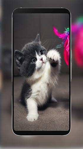 Eaglesoft Kitten Wallpapers thumb #1