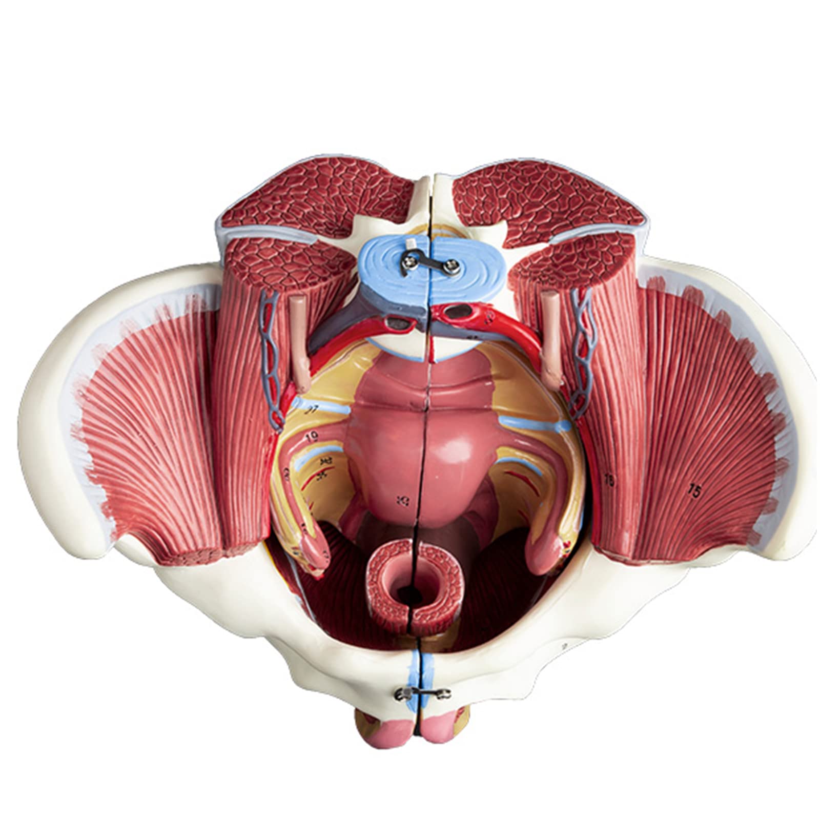 Amazon.co.jp: Ynaioang 取り外し可能な臓器モデル、女性の骨盤モデル
