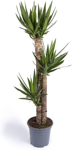 Cool Green - Decoracion hogar - Yuca Grande - Plantas naturales interior - 3