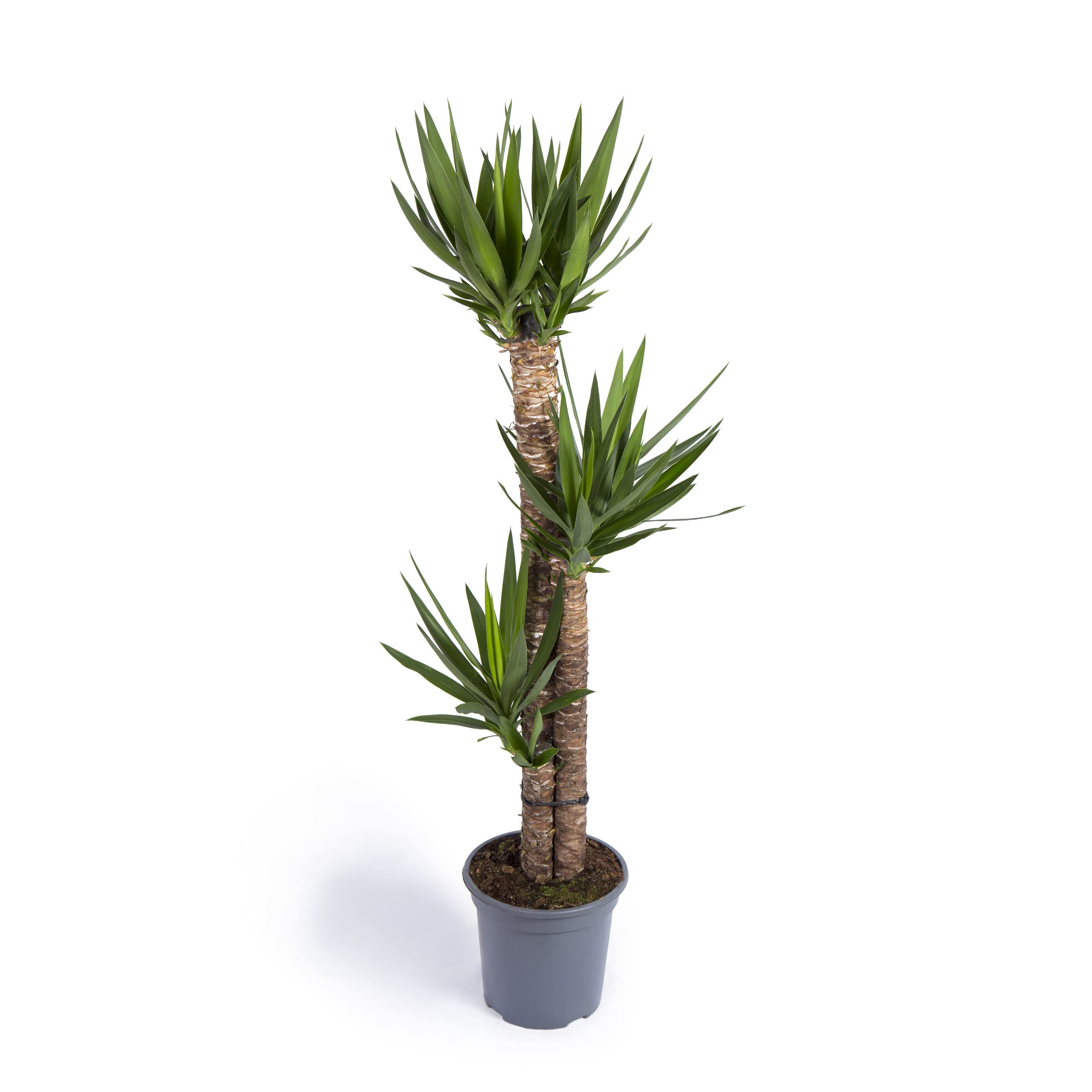 Cool Green - Decoracion hogar - Yuca Grande - Plantas naturales interior — view 3