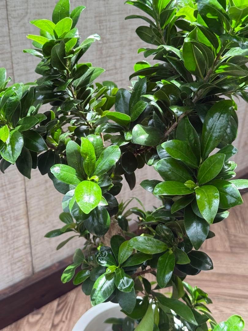 ガジュマル大型鉢 幹が太くクネクネ曲がった樹形が見事