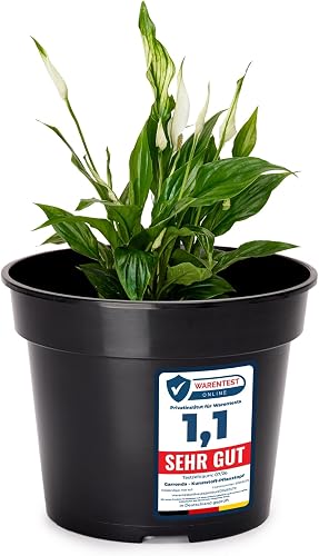 Garronda Pots Horticulture Ronds Pots pour Culture de Plants de Plantes et Fleur