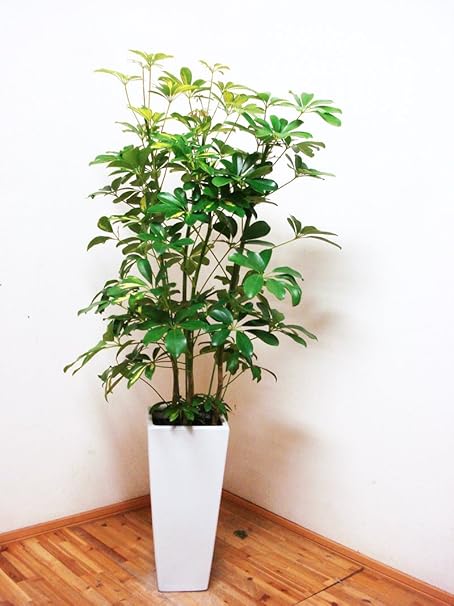 Amazon ロングスクエア陶器鉢仕立ての斑入りのホンコンカポック 1cm前後 8号 観葉植物 オンライン通販 Amazon ロングスクエア陶器鉢仕立ての斑入りのホンコンカポック 1cm前後 8号 観葉植物 オンライン通販