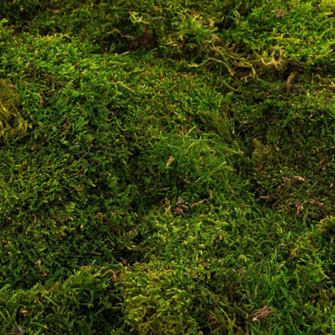 Pannello di Muschio Decorativo Stabilizzato 100x100 cm Effetto Bosco Verde Naturale per Pareti Vegetali Vetrine e Interior Design Senza Manutenzione, Realistico e Modulabile in Diverse Maniere