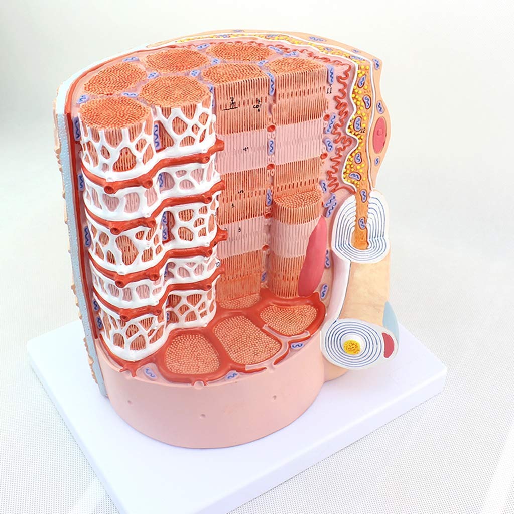 Model włókien mięśniowych, mikrostruktura, model anatomiczny, powiększenie 10 000x, ekologiczny materiał PVC, malowanie, materiały dydaktyczne do celów medycznych