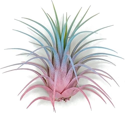 Miniatura 3 de Ionantha Guatemala Tillandsia - Planta de aire vivo de Guatemala Tillandsia, llegada saludable garantizada, gran planta de interior, decoración del