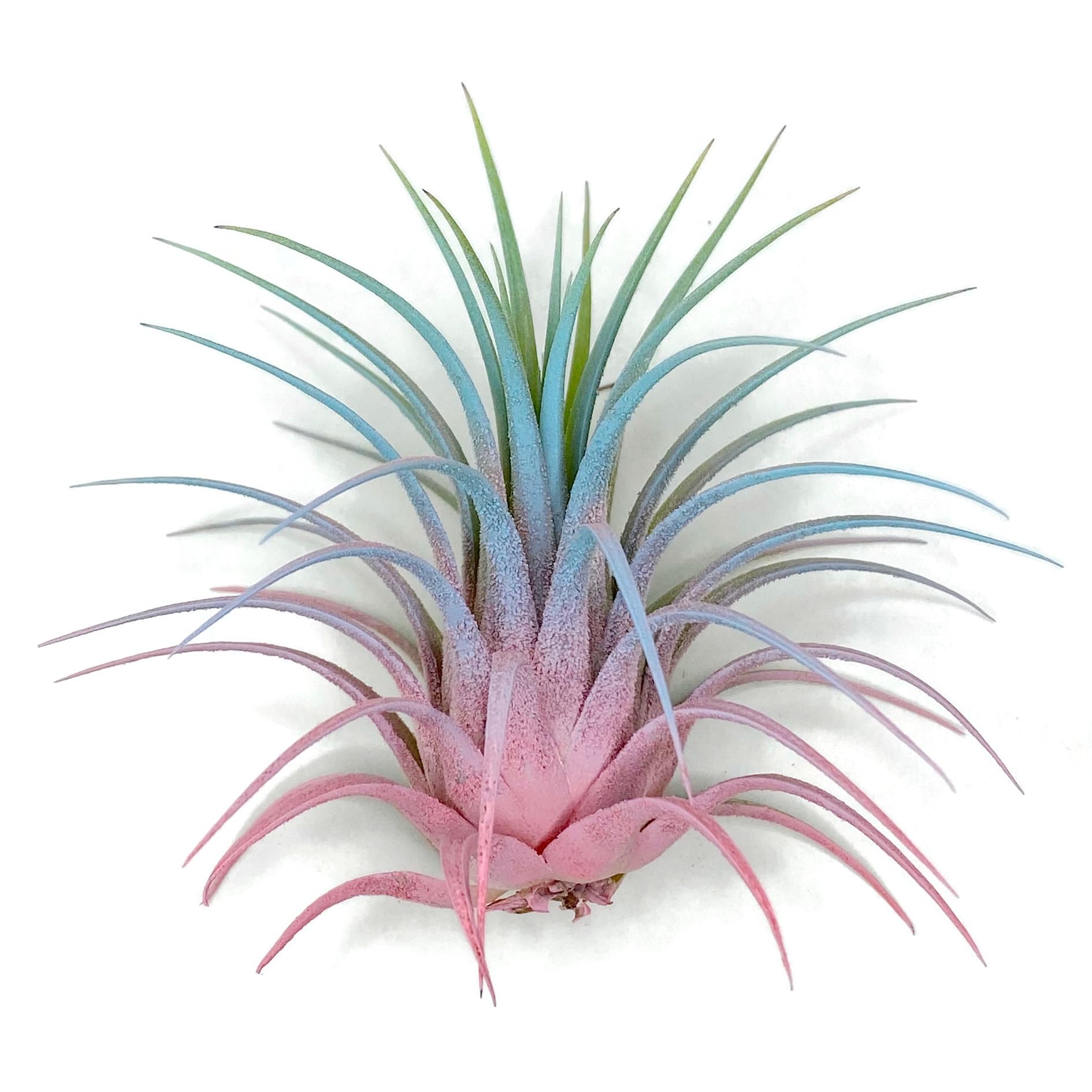 Ionantha Guatemala Tillandsia Air Plant, Guatemala Tillandsia Live Airplant, Healthy Arrival Guaranteed, Great Indoor Plant, Home Decor &amp; Gift (Rainbow #4)