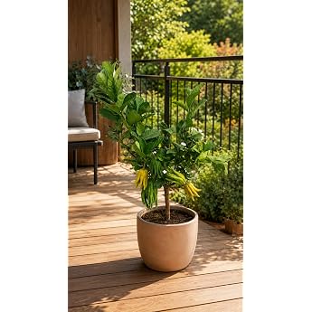 Blumen-Senf Buddha's Hand Lemon Tree as Trunk Approx. 50 cm - Citrus Medica Finger Lemon Scented Exotic Citrus Plant for Balcony Patio & Conservatory