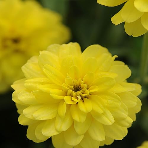 Miniatura 3 de Outsidepride - Zinnia Elegans, 1000 semillas anuales, Lilliput Yellow, flores para plantar, color amarillo