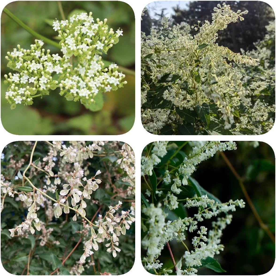 200 Stück Schlingknöterich Samen - Winterharte Kletterpflanzen Für Garten & Kübel