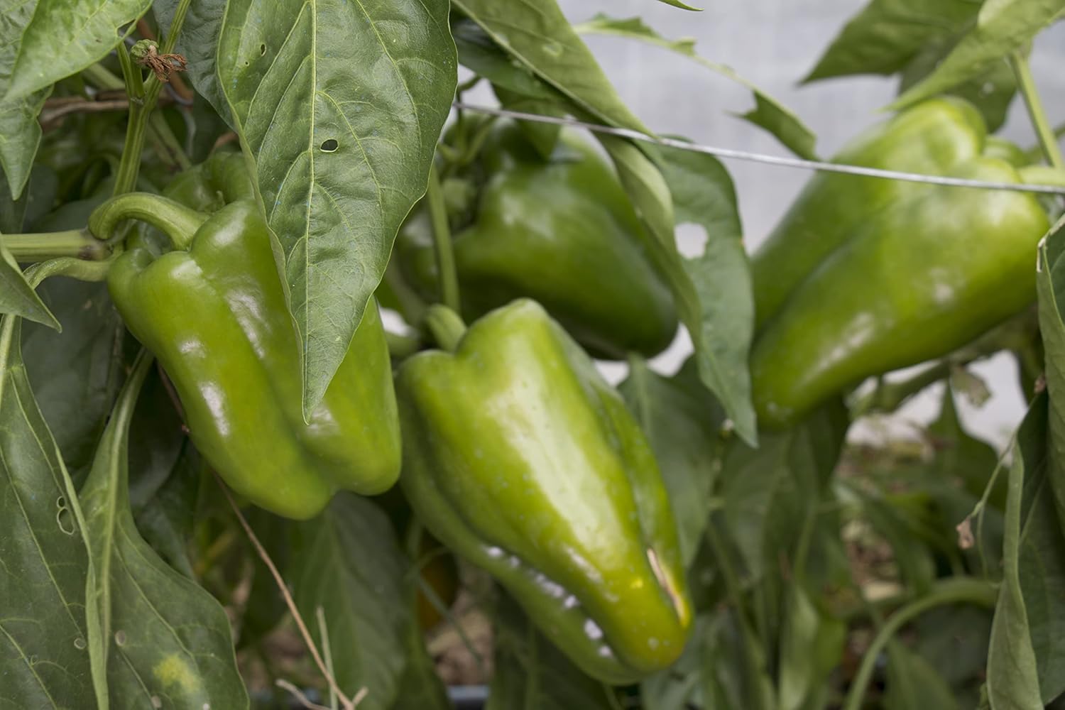 Concime Biotica Universale Made in Italy per Piante e Orticoltura 15 71DFlDBmSYL. SL1500