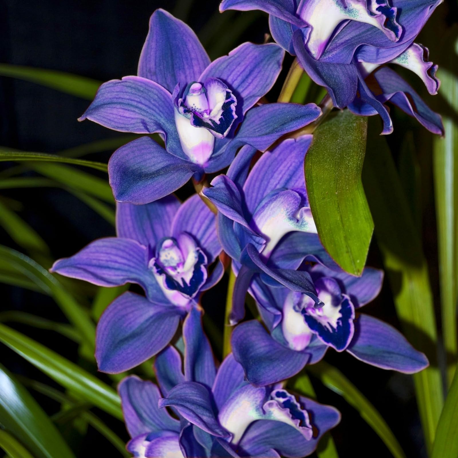 Radiant Cymbidium Orchid Bulbs – Jumbo Blooms for Holiday Displays – Easy-Grow Indoor Flowers, Perfect Decor-10 Bulbs-G