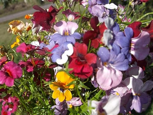 Miniatura 2 de Nemesia Carnival Mix Flores anuales ornamentales de interior para plantar