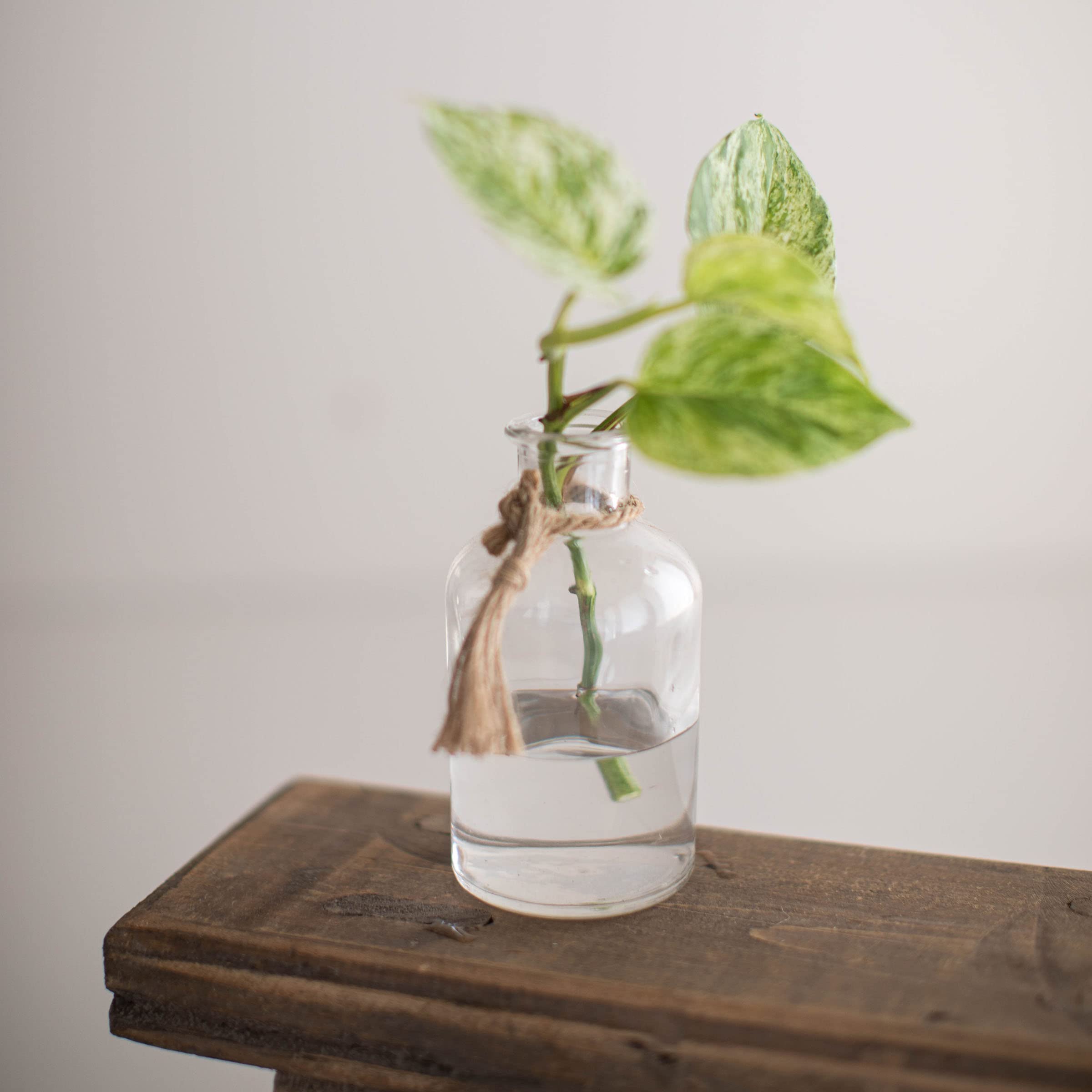 Amazon.co.jp: Foreside Home and Garden 天然ガラス&ジュートバッド