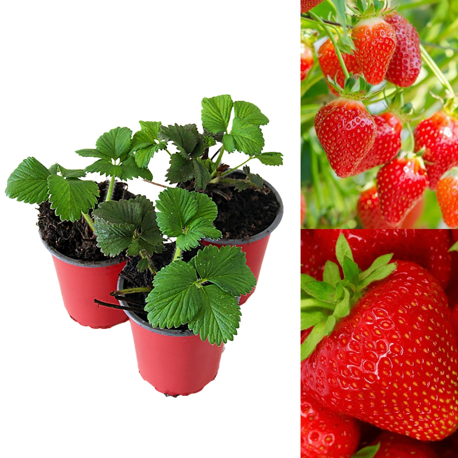 Carbeth Plants - Strawberry Hapil Fruit Plants - Hardy Garden Bushes in 9cm Pots - Grow Your Own (12)