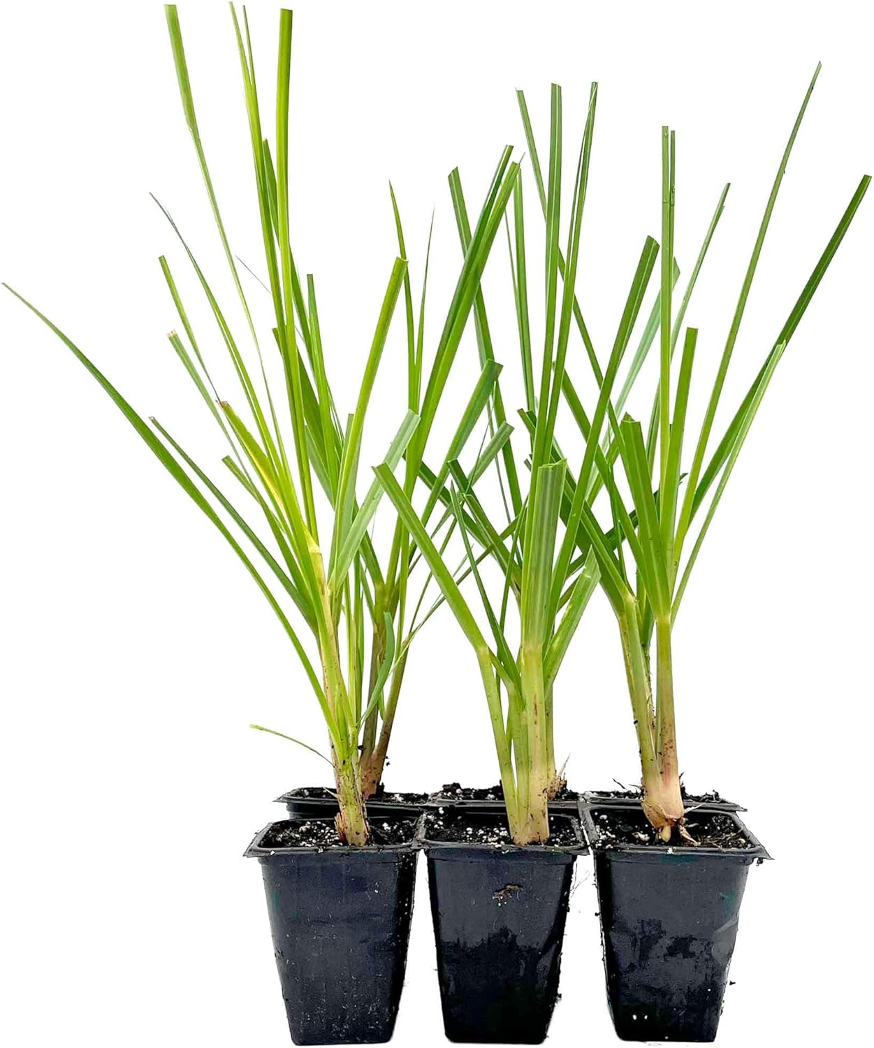 6 Dwarf White Pampas Grass – Compact Ornamental Grass with Large White Plumes for Screens & Accents (Cortaderia selloana ‘Pumila’) in 3.5” Cubes, Live Plants