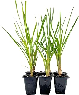 6 Dwarf White Pampas Grass Cubes