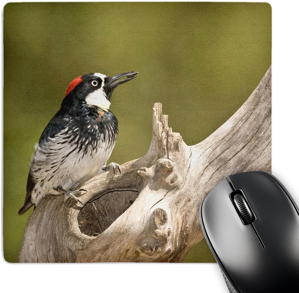 3D Rose "Acorn Woodpecker Bird Se ArizonaNa02 Dno0601David Northcott" Matte Finish Mouse Pad - 8 x 8" - mp_84004_1