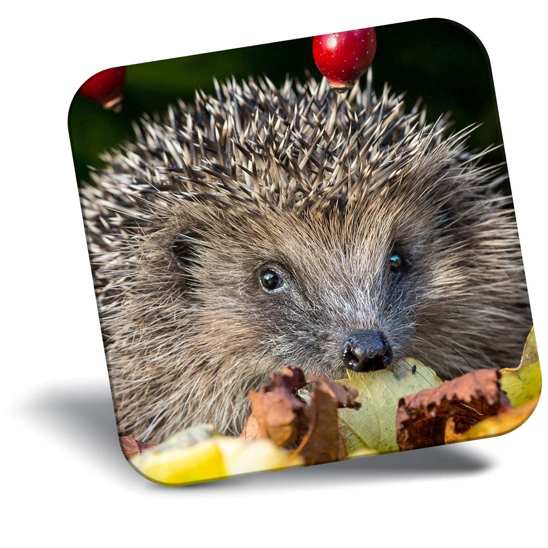 Destination Vinyl Ltd Fridge Magnet - Garden Hedgehog Flowerpot 13045