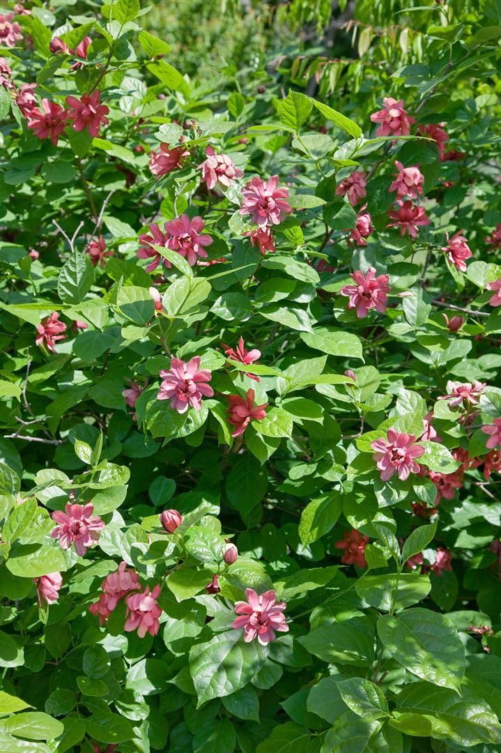 Gewürzstrauch Sinocalycanthus raulstonii Hartlage Wine 80-100 cm winterhart
