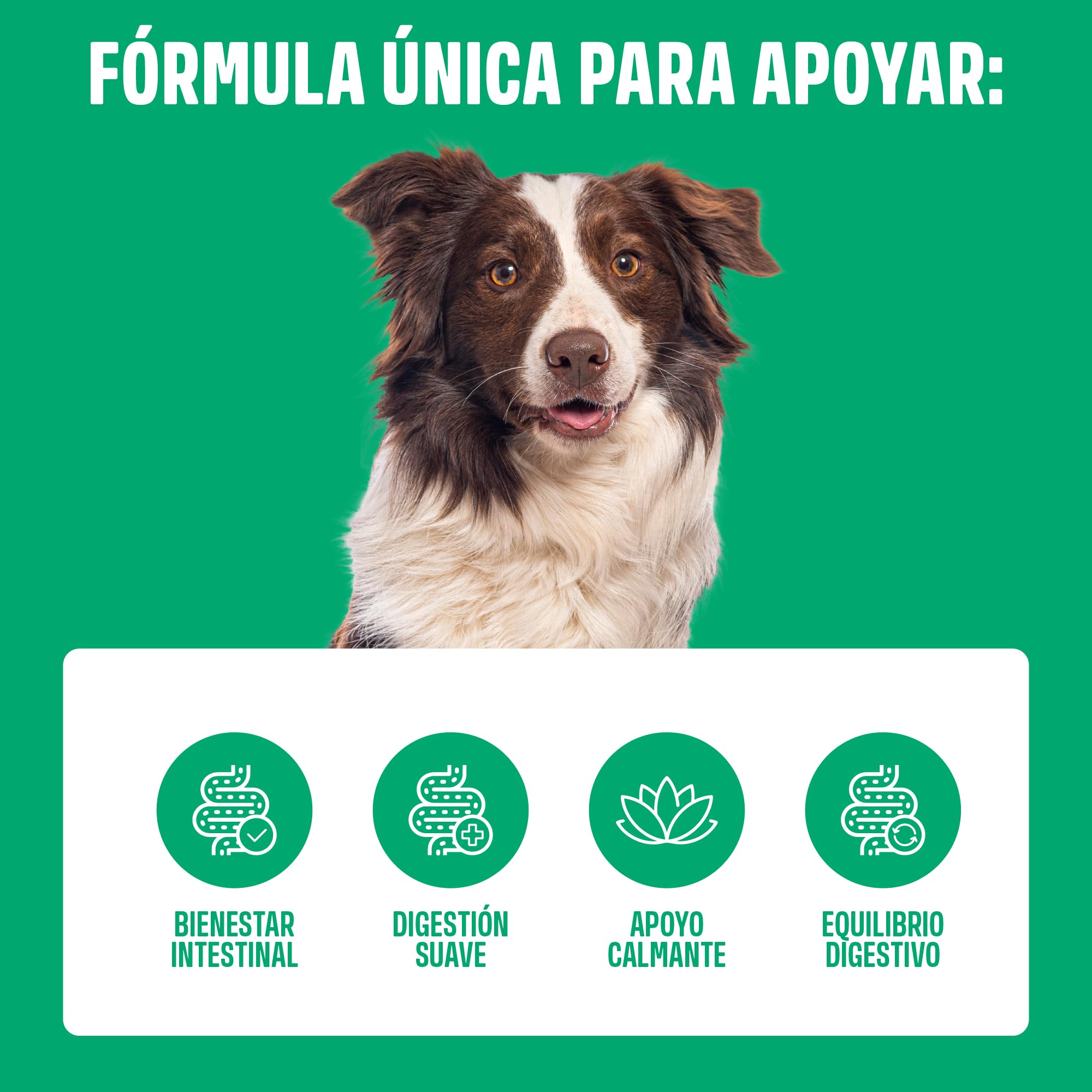 ivvi Ulmus Snacks Digestivos para Perros con Corteza de Olmo, Calabaza y Linaza – Snacks Blandos con Pollo, Apoyo Digestivo Suave, para Estómagos Sensibles, 60 Snacks, 270 g