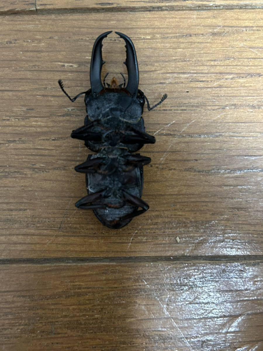 インド ヒラタクワガタ 標本 インド産クルビデンス 野外標本 ヒラタクワガタ - Wikipedia