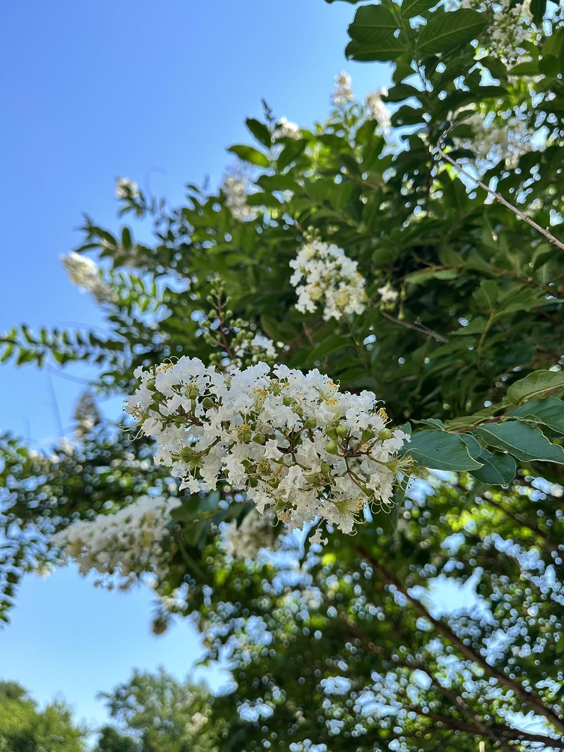 White Flowering Ornamental Crepe Myrtle Trees - Quart Containers - FIBROUS Root System - Grown by Crape Myrtle Guy - Live Plants - 1 Foot Tall (4)