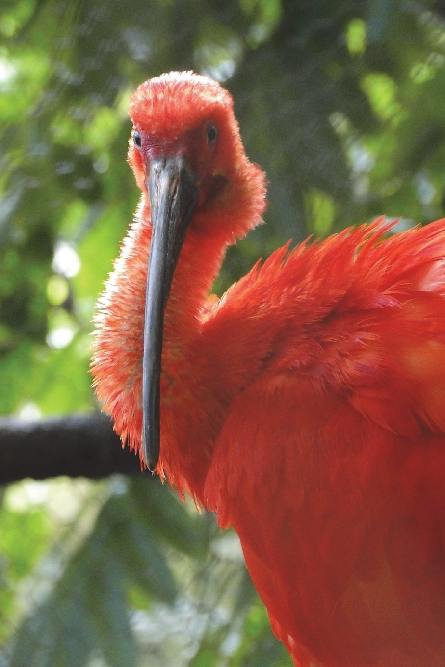 The Scarlet Ibis Bird Journal: 150 page lined notebook/diary