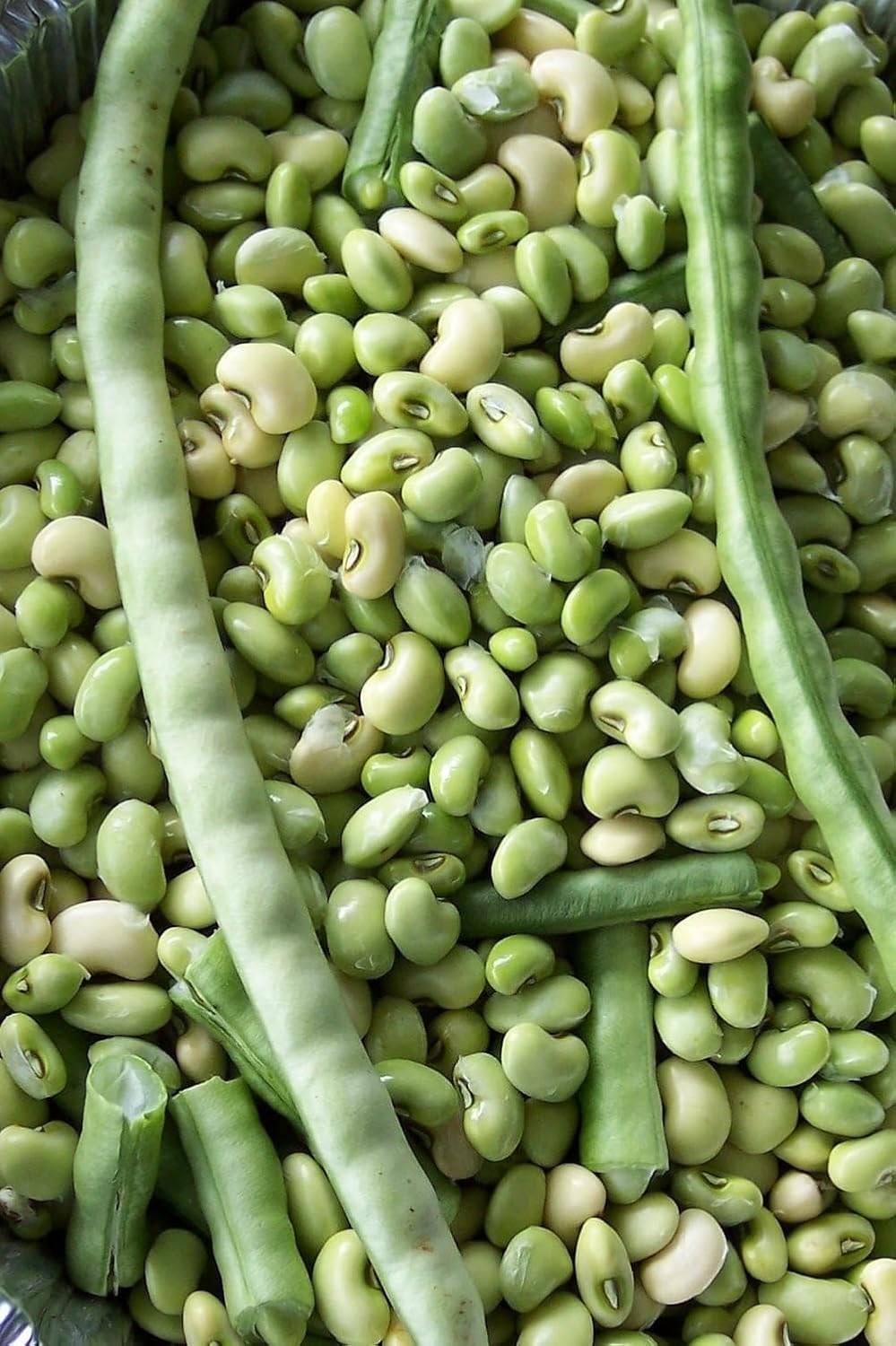TomorrowSeeds - Texas Cream 40 Pea Seeds - 3000+ Count - for 2026 Planting Southern Field Pea Crowder Non-GMO USA Vegetable Cover Crop Green Bean Grow Your Own Home Farm Patio Healthy Sustainable