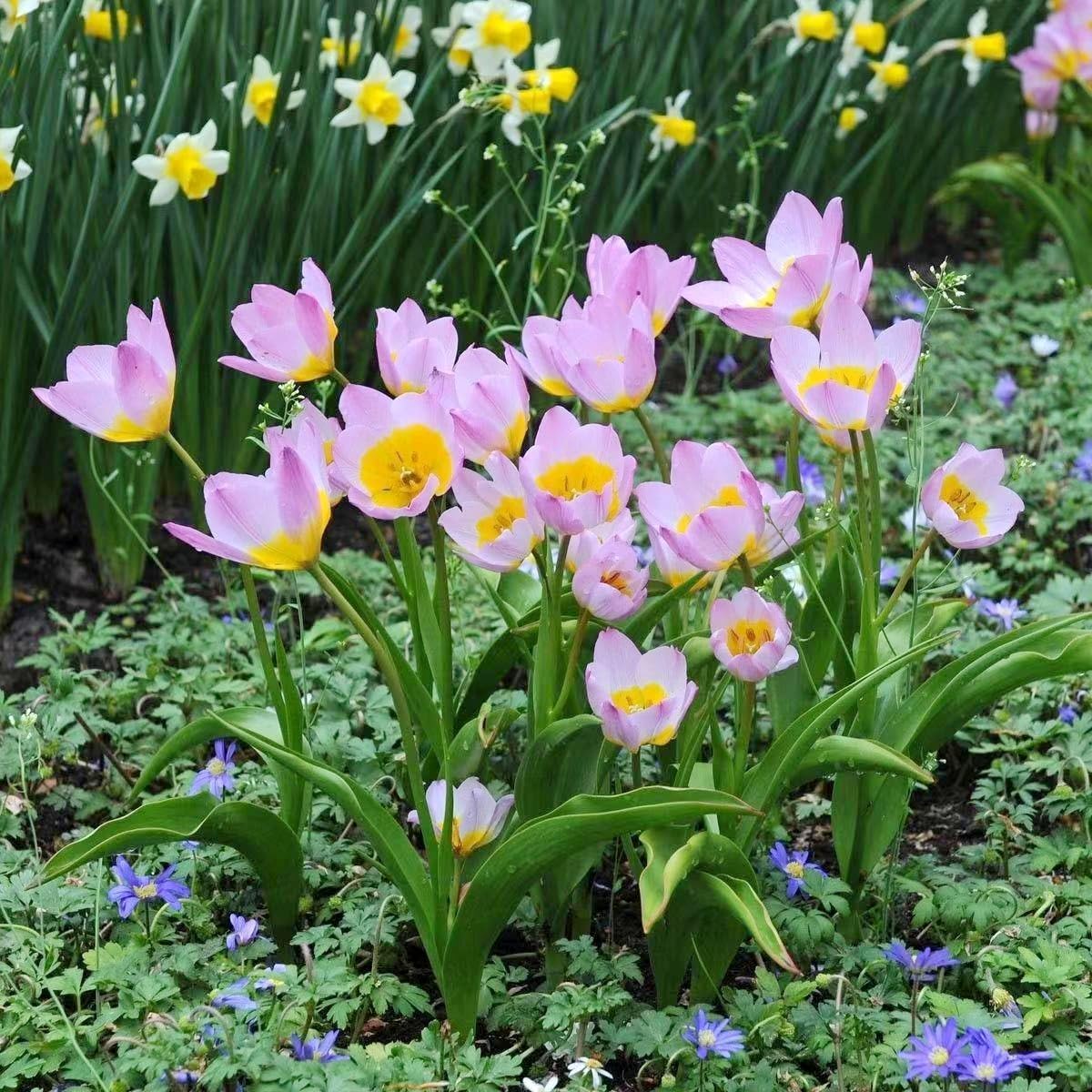 Tulip Bulbs for Planting Rare Hardly Perennial Flower Bulbs Cold