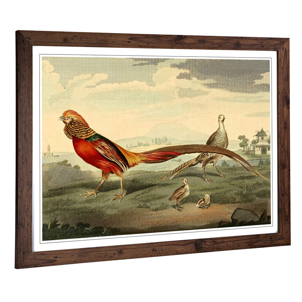 Big Box Art Framed Print of Vintage Charles R Ryley Painted Pheasant Design | Wall Art Picture | Home Decor for Kitchen, Living Room, Bedroom, Hallway, Walnut, A2 / 24.5x18 Inch / 62x45cm