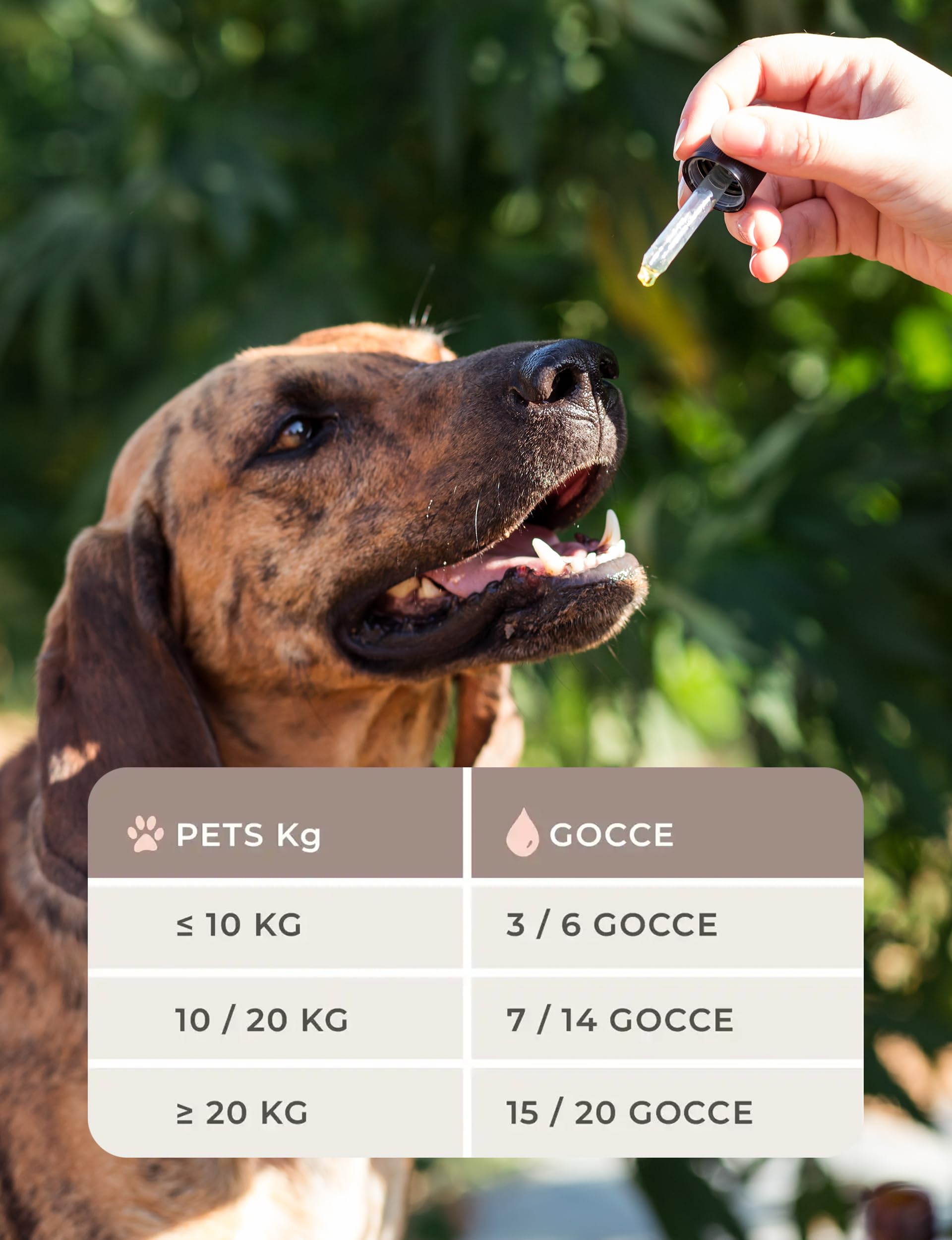 Enecta Pet Oil - Aceite de semillas de cáñamo para perros y gatos - Puro prensado en frío - Omega 3 y 6 - Bienestar diario - Fórmula nutracéutica - Bote de 10 ml