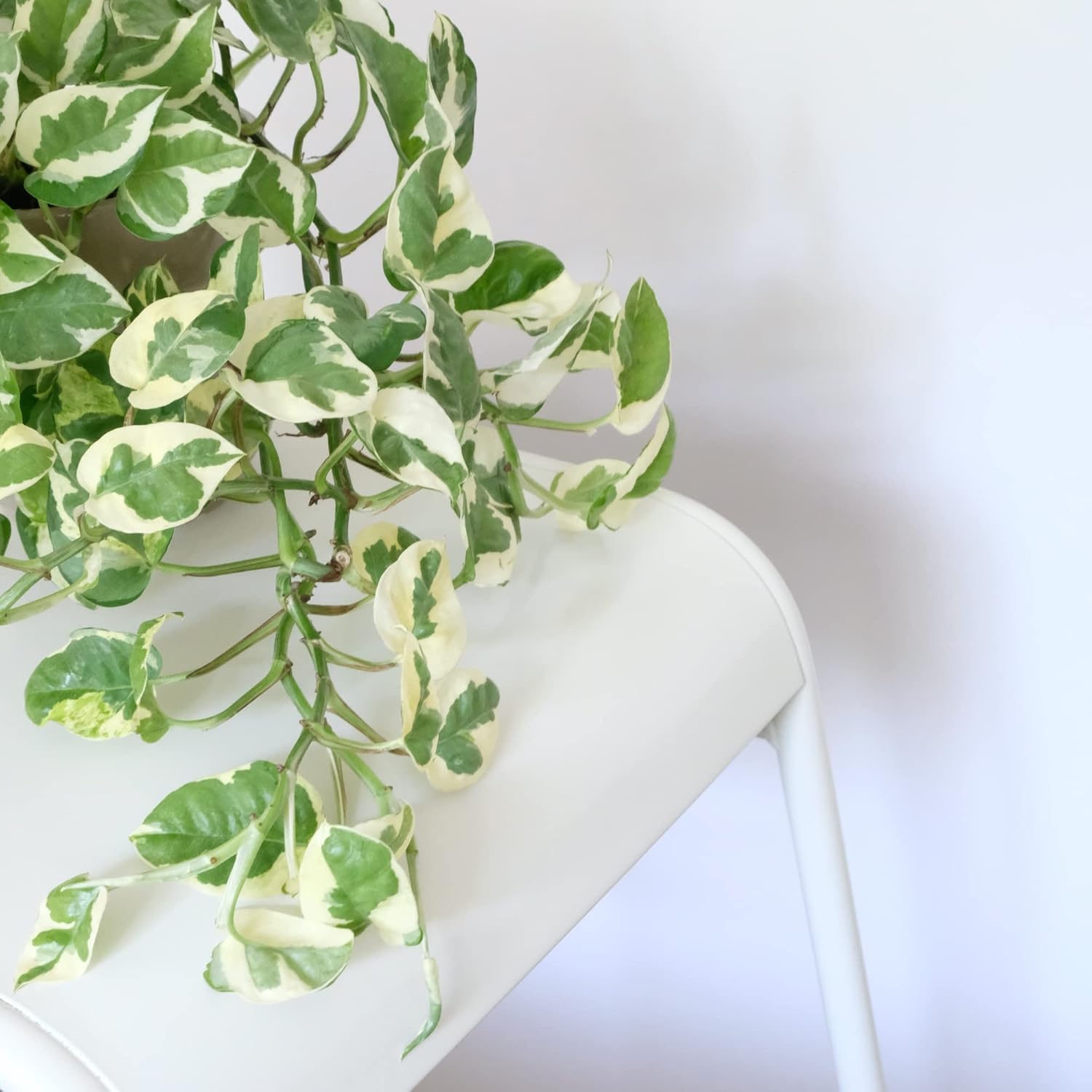 Pothos N’Joy Live Indoor Plant, 4 inch Pot, Variegated White and Green Leaves - Easy to Care for - Perfect for Indoor and Outdoor Home Decor, Office, and Gift- Pot Included