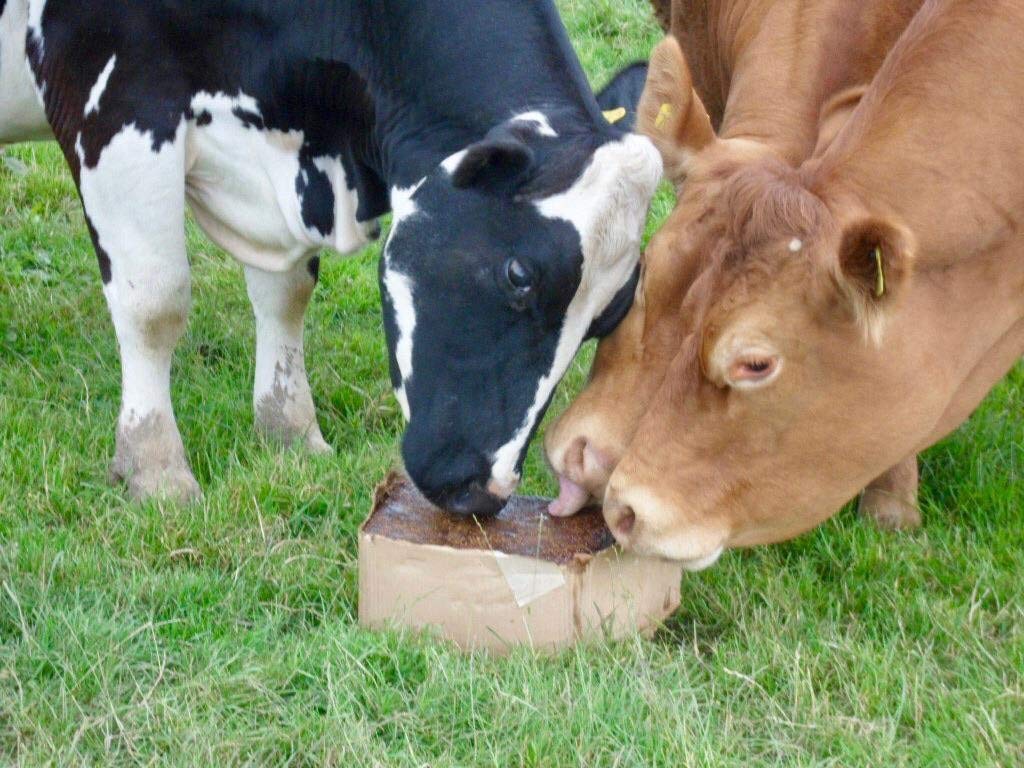 EFS Cattle Organic Biomin Block (20kg each)