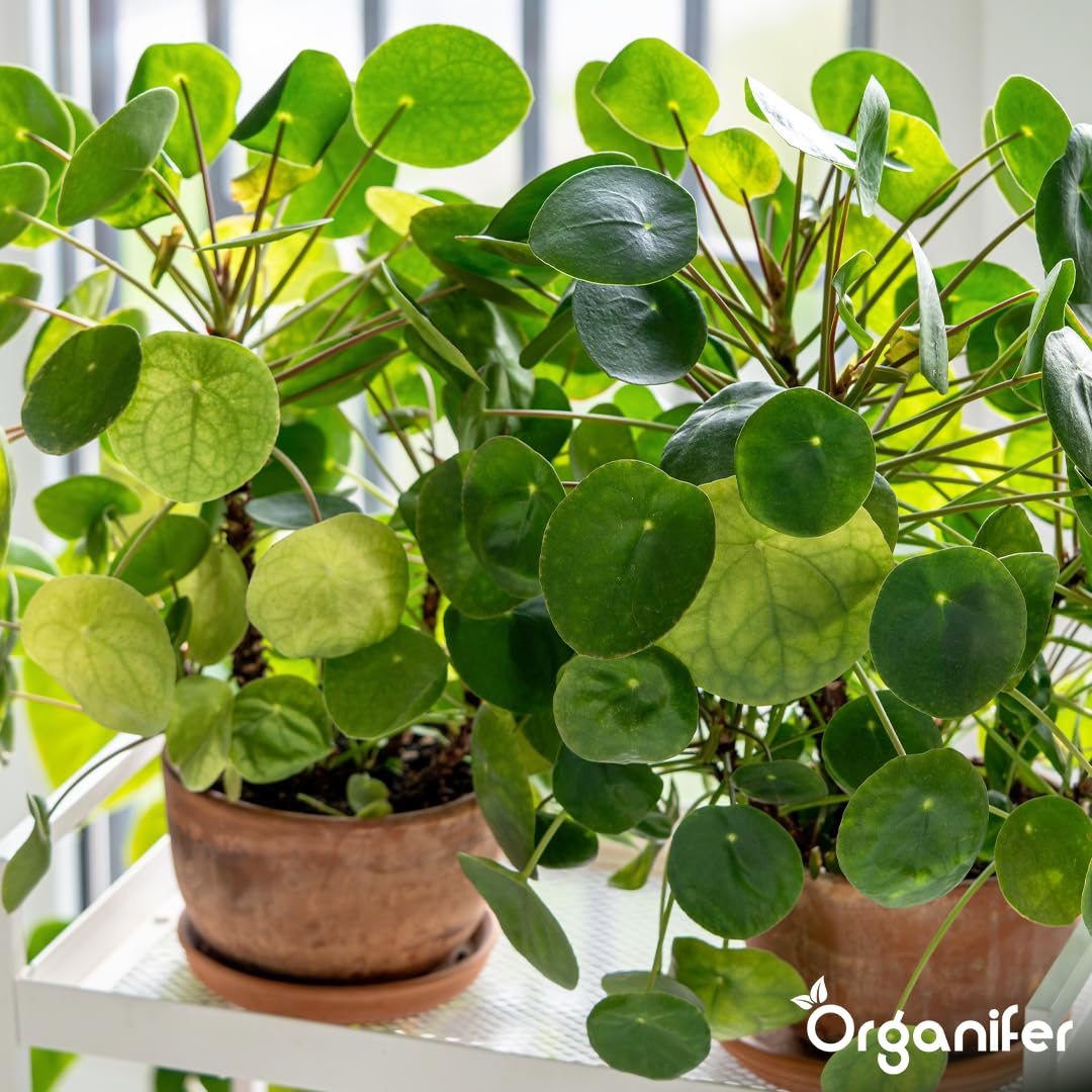 Pilea Uniwersalny Nawóz Organiczny - 4x1L - NPK 3-4-3 | Zdrowe Liście - Silne Korzenie I Wysoka Plonność - Organifer