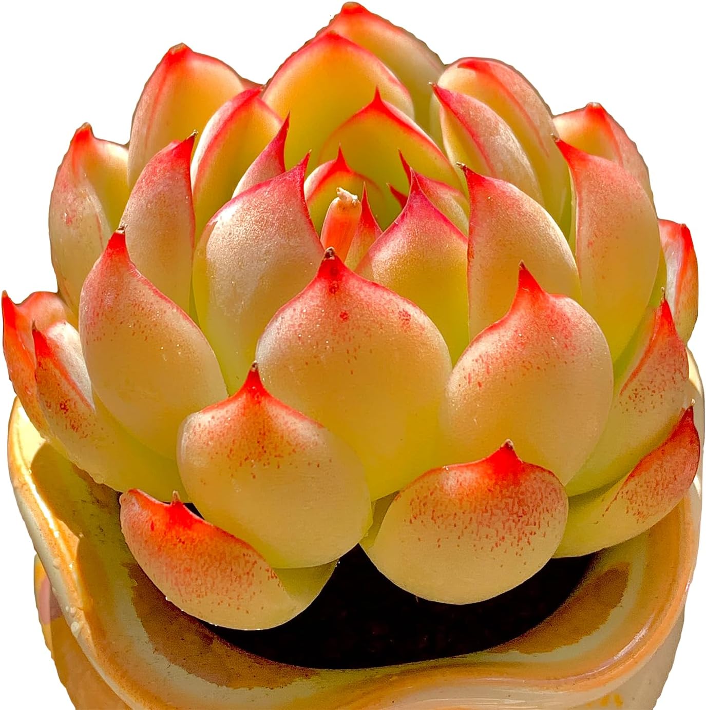 Succulent Plant Live (Sedum clavatum Cluster)