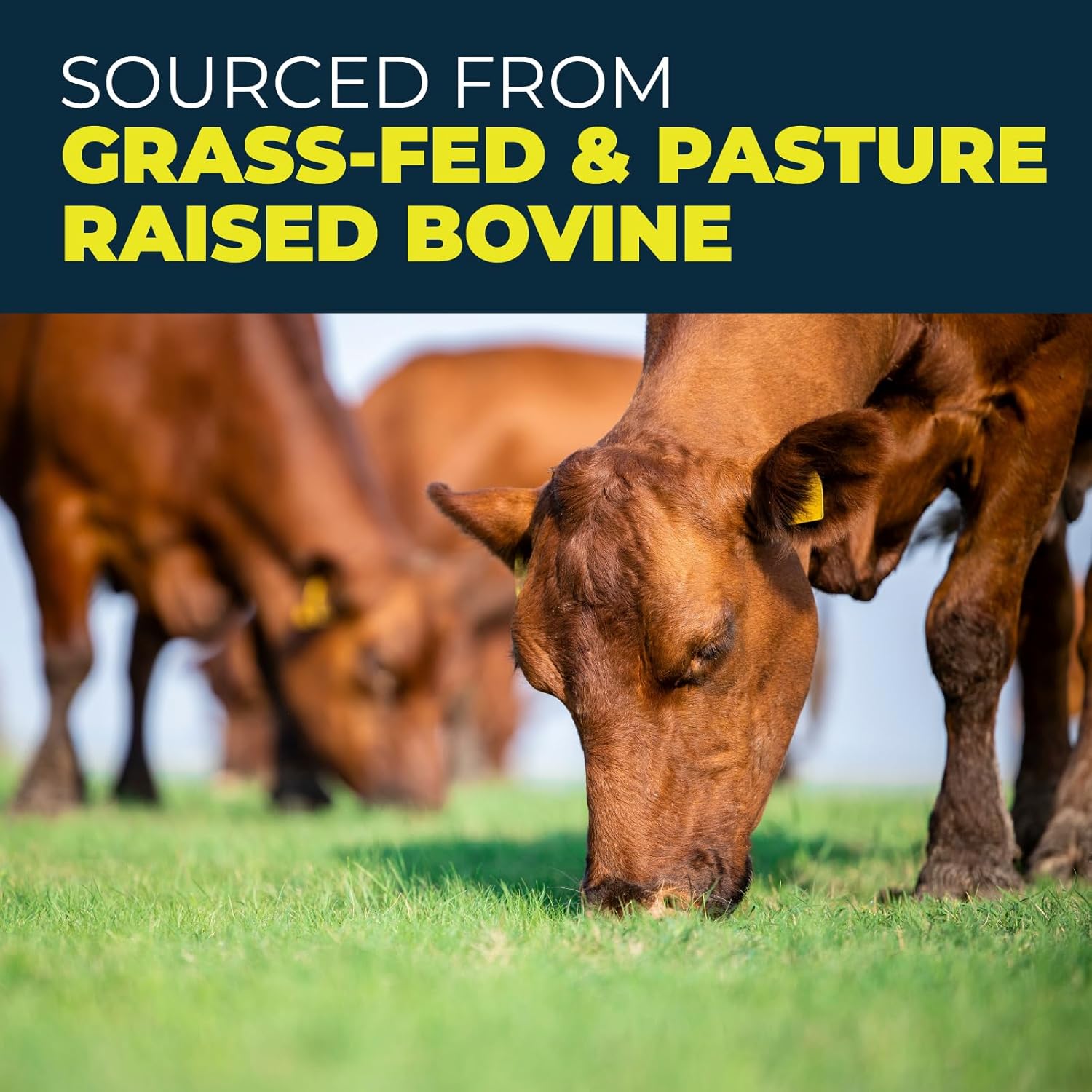 Grass Fed Beef Protein Powder – 22g Protein, 17g Collagen, 18 Amino Acids, Non-GMO - Dairy, Sugar & Gluten Free – Chocolate Flavor, Carnivore & Paleo Friendly, Beef Protein Isolate, 30 Servings