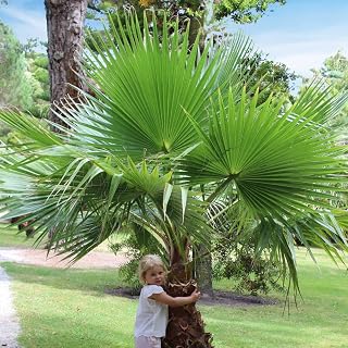 You Garden - 1 x Cotton Palm Tree (Washingtonia) 75-90cm in 17cm Pot, Exotic Palm Trees for UK Gardens