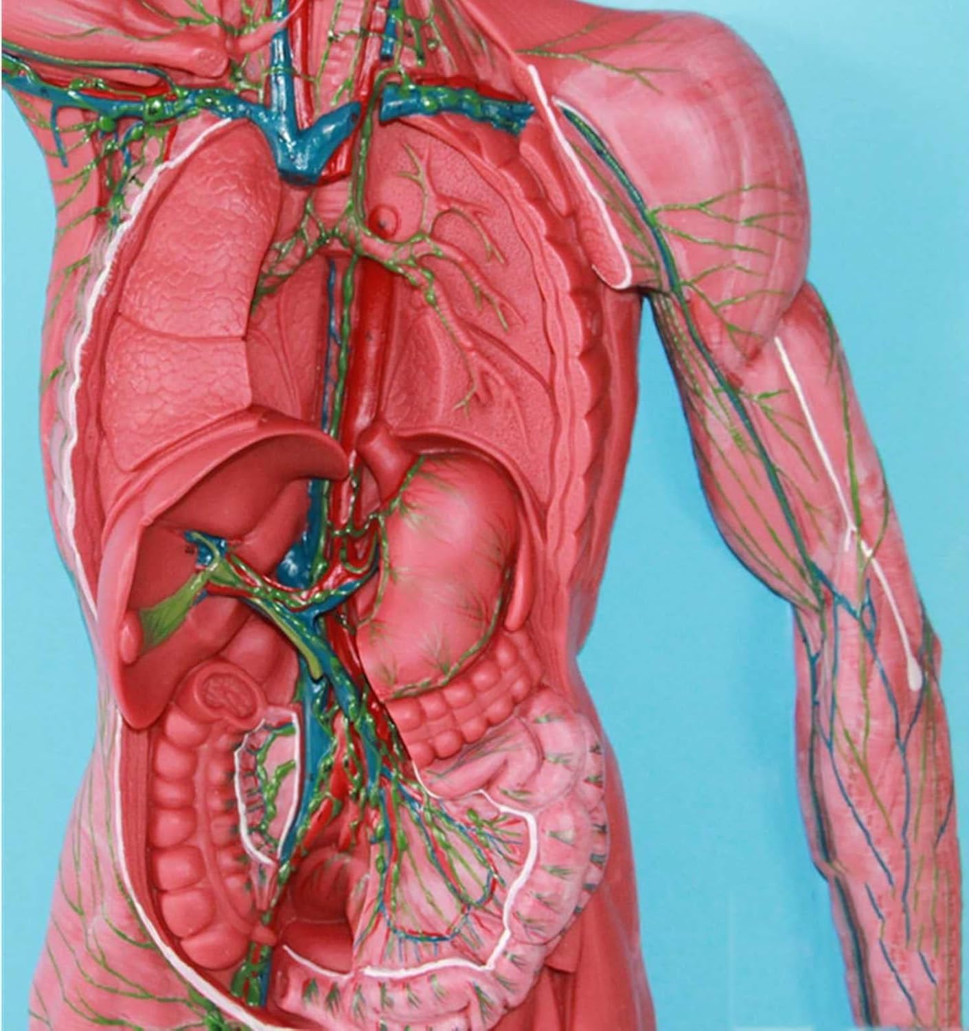 Pomoce dydaktyczne do nauki modelu anatomii naczyń limfatycznych i węzłów chłonnych człowieka, anatomiczny model układu odpornościowego, materiał PVC, przezroczysta faktura, nadnercza do demonstracji.