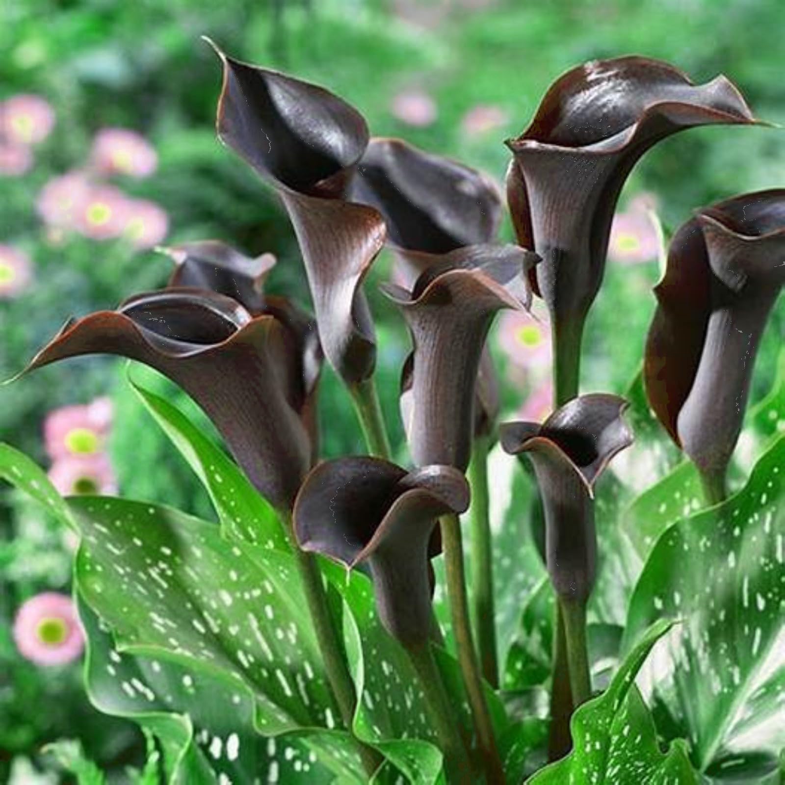 Excellent Calla Lily Bulbs for Planting Now UK Ornamental Perennial Easy Plant Cold-Resistant Display Greening Flower Natural Organic Good for Containers-8bulbs-L — image 1