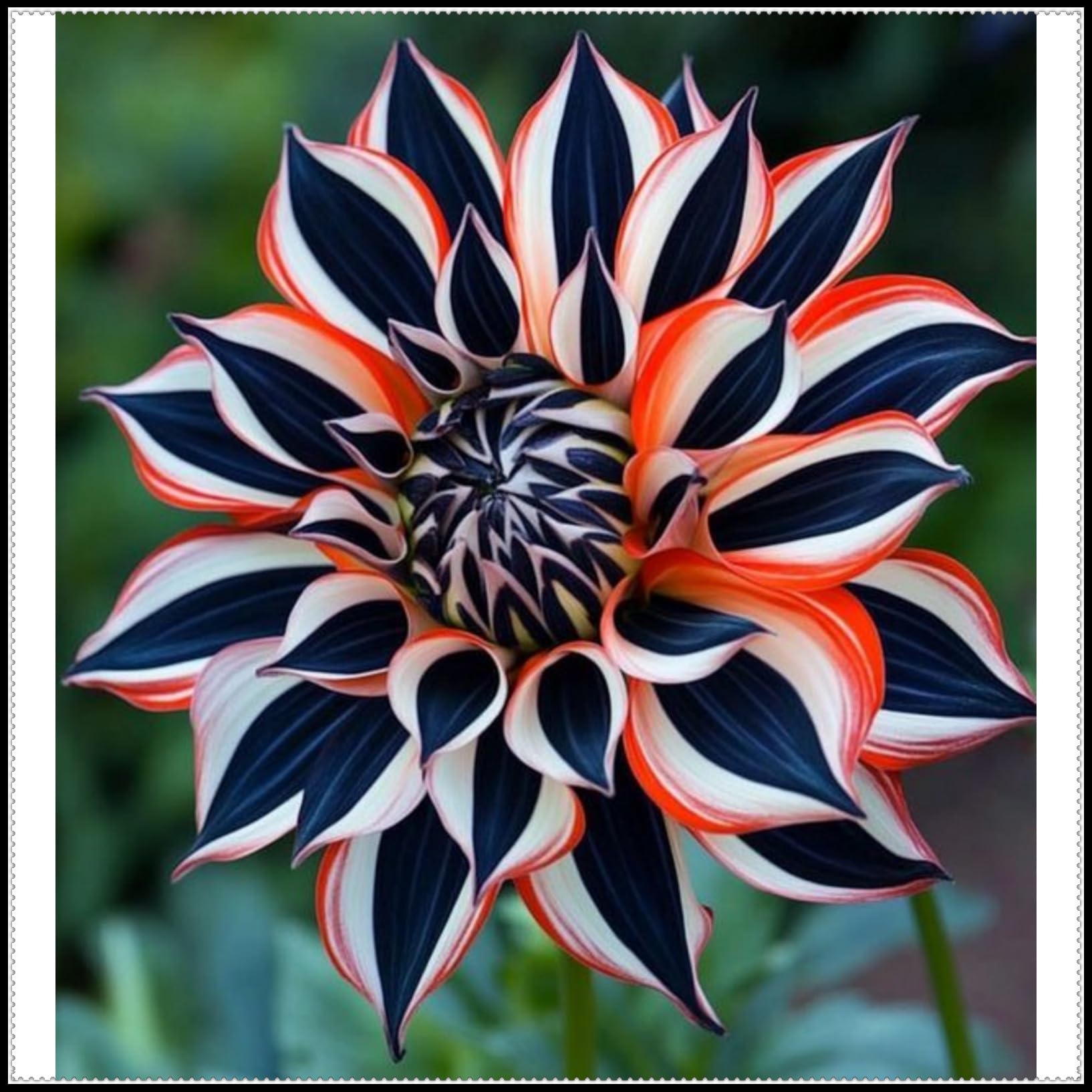 Dahlia Plants Tubers, Dahlia Bulbs UK, Outdoor Plants for Gardens ＆ Borders, Easy to Grow Flowering Perennials, Excellent Display-6 Bulbs-B