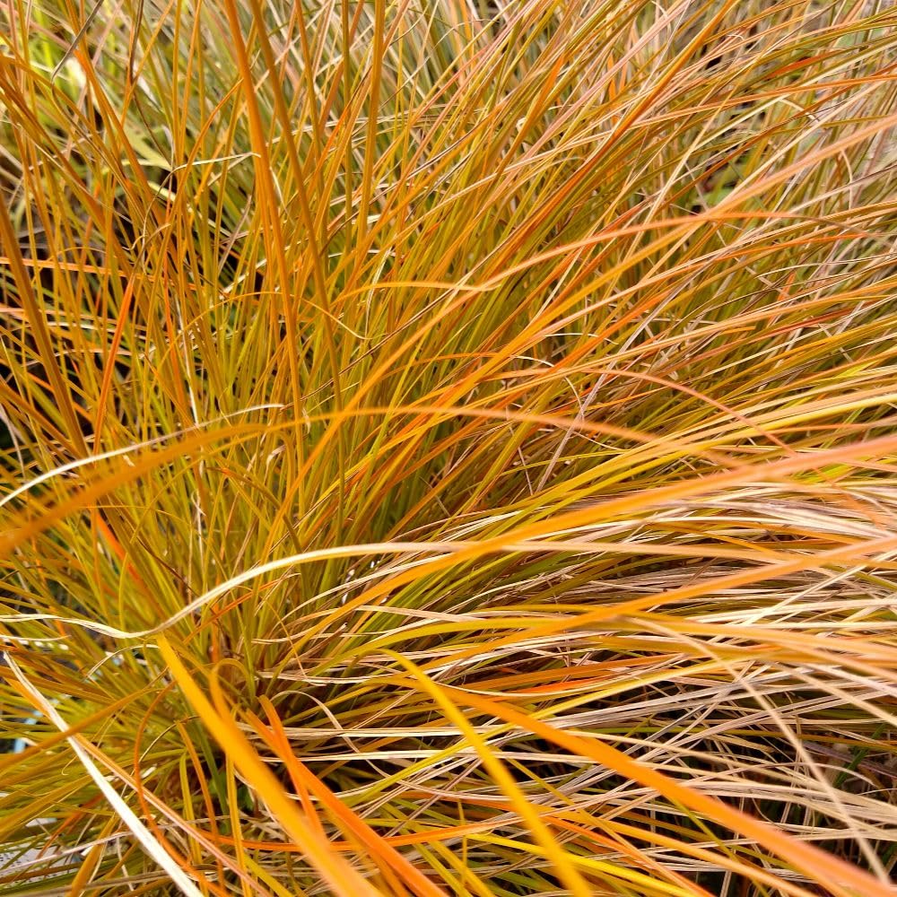 Carex Testacea 9cm Pot x 3 Inc: - Striking Orange-Bronze Grass for Year-Round Colour & Texture in Borders, Hardy Evergreen Perennial Plant, Thompson & Morgan