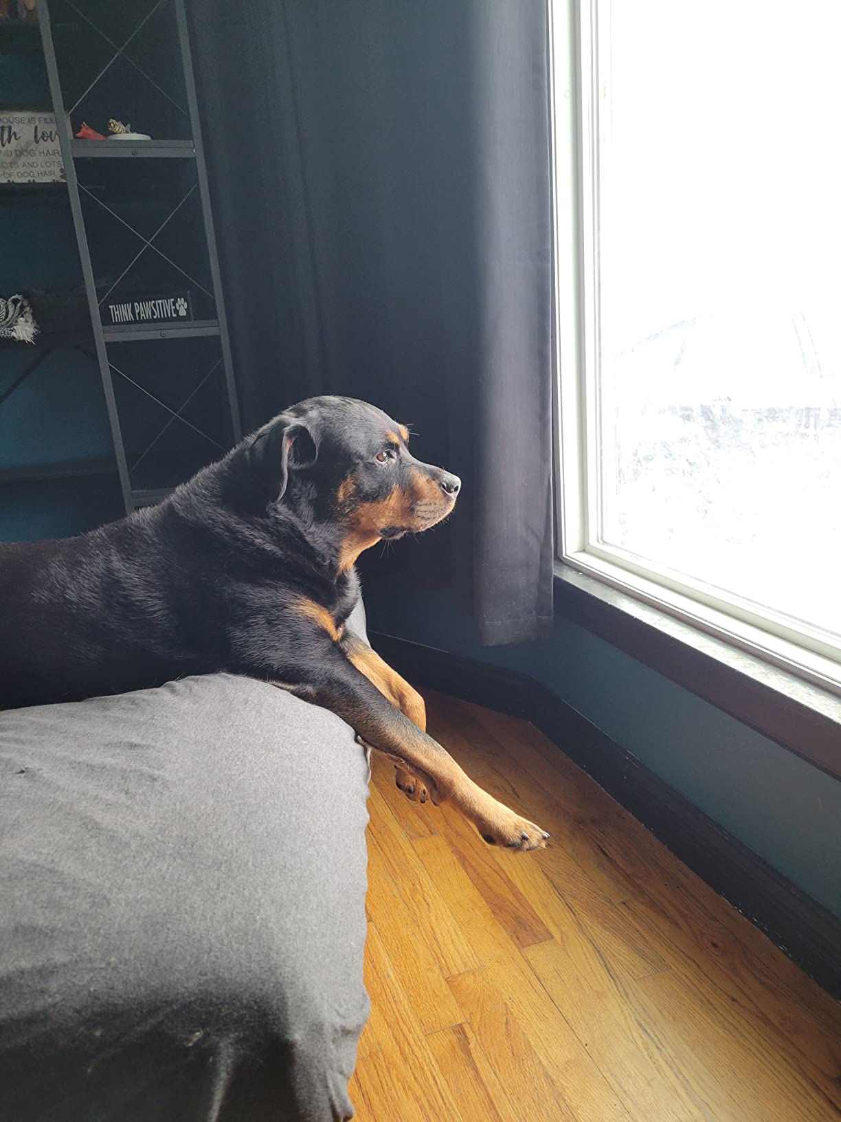 3/mo Finance AniMed Horse Glucosamine 5000 Supplement, 16 oz Buy