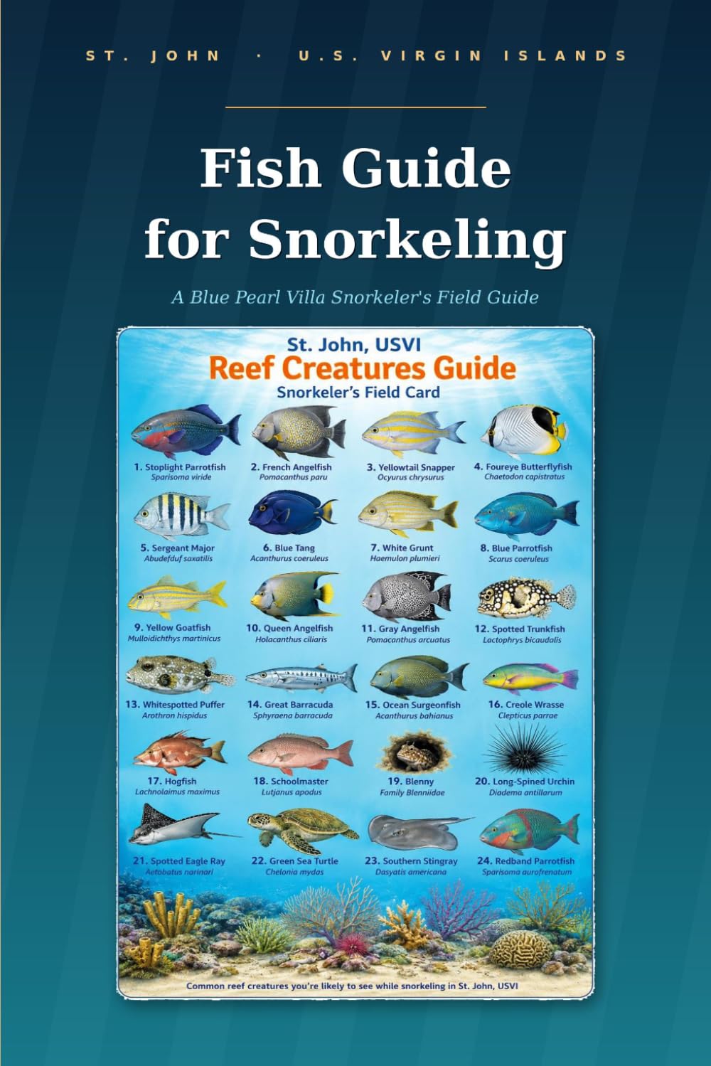 ST. JOHN U.S. VIRGIN ISLANDS: Fish Guide for Snorkeling: A Blue Pearl Villa Snorkeler's Field Guide