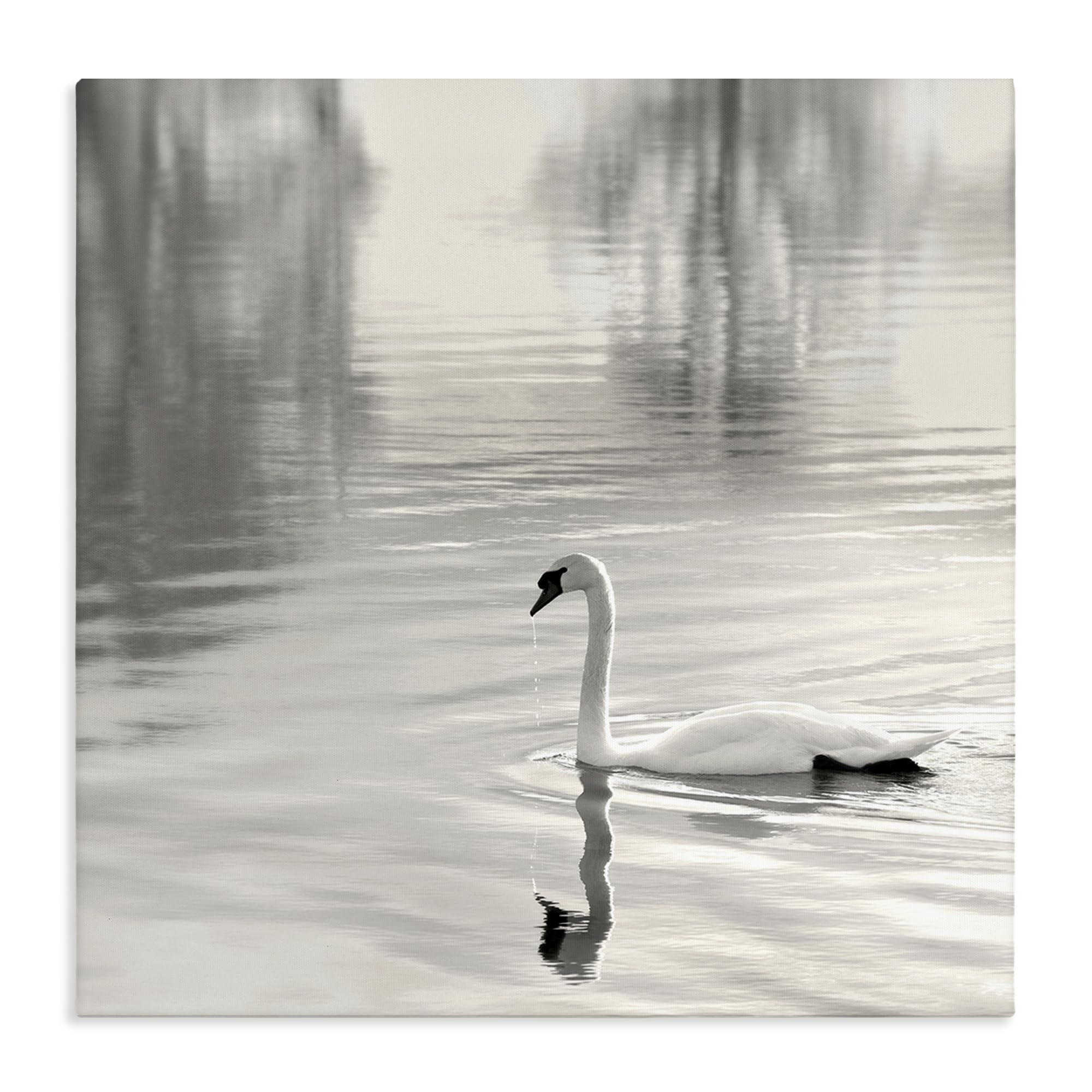 'Morning Sunlit Swan'| Canvas Art
