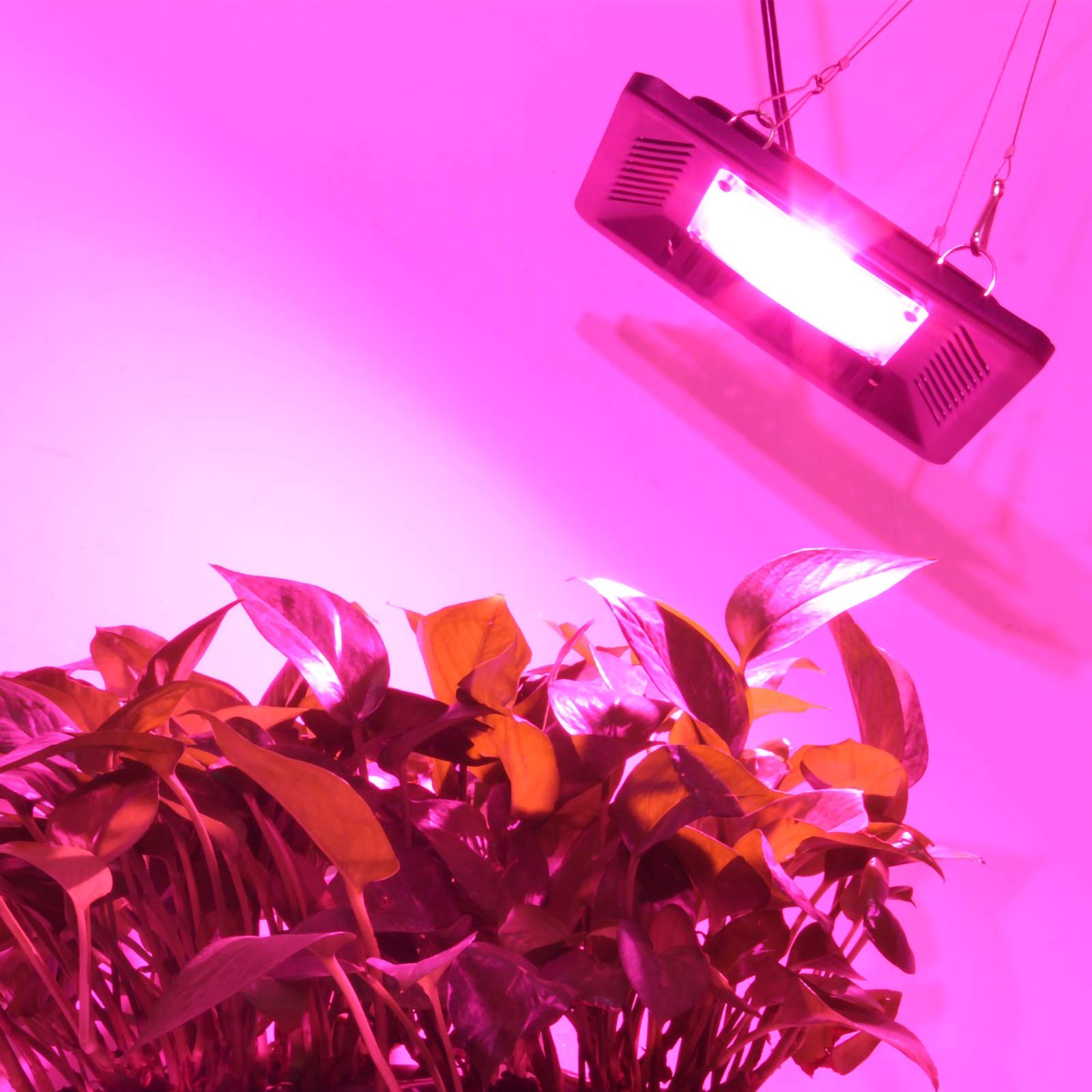 100W oświetlenie LED do uprawy pełnozakresowe oświetlenie do wzrostu roślin IP67 wodoodporna lampa COB do uprawy dla roślin kwiaty sadzonki rosnąca lampa fito