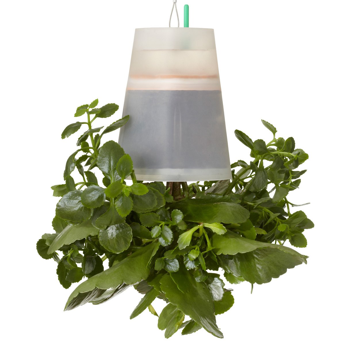 Sky Planter Clear, Small: Amazon.de: Garten