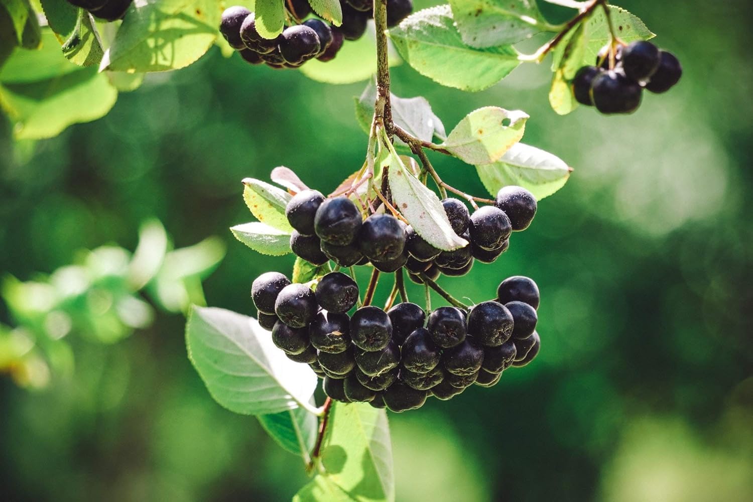 Kamelur Bio Aroniabeeren getrocknet aus EU-Landwirtschaft - 3kg - Aronia Beeren Bio ohne Zusätze